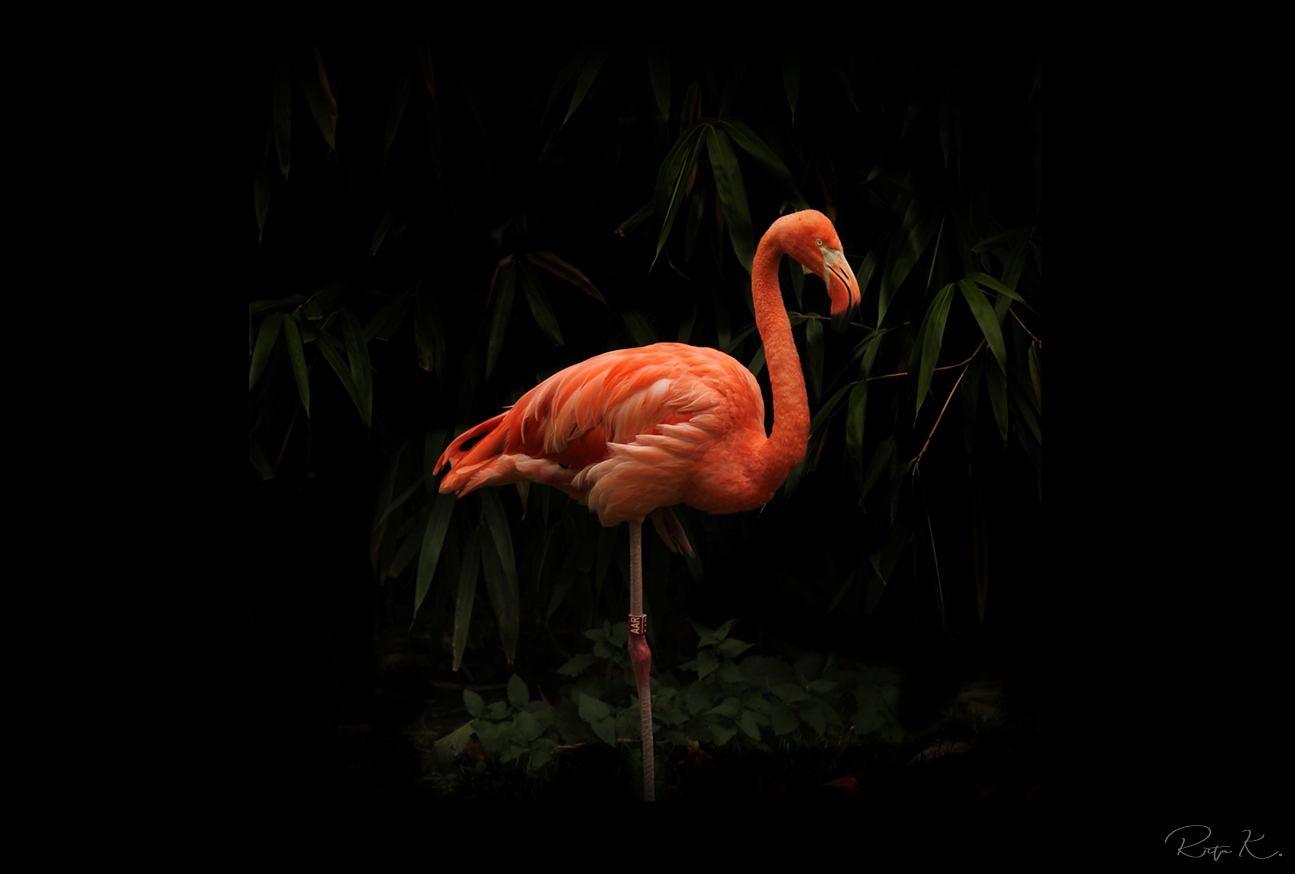 ***Flamingo***