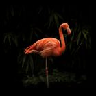 ***Flamingo***