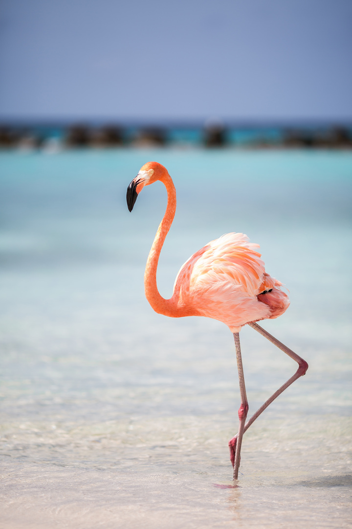 Flamingo Foto Bild Tiere Pink Natur Bilder Auf Fotocommunity