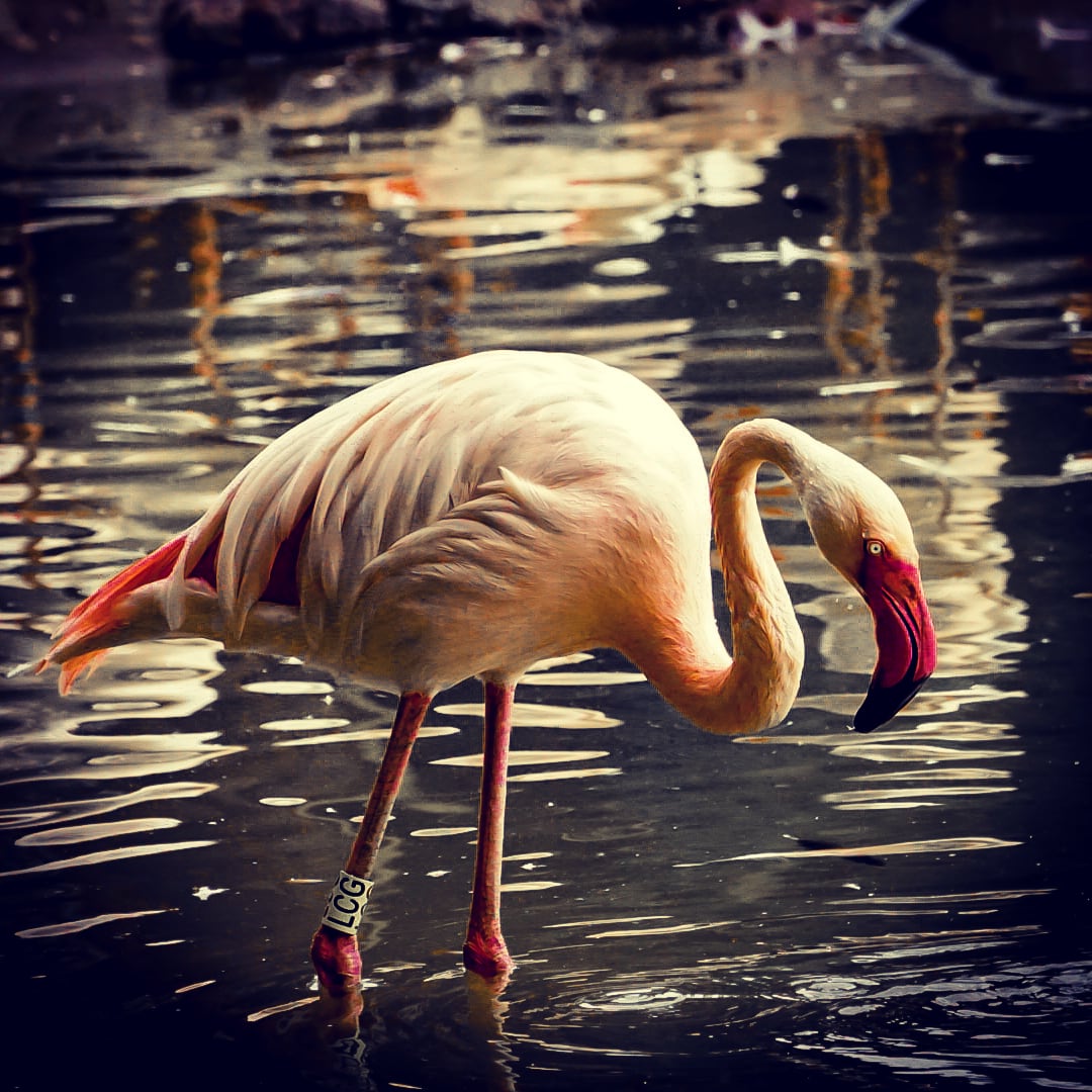 Flamingo 