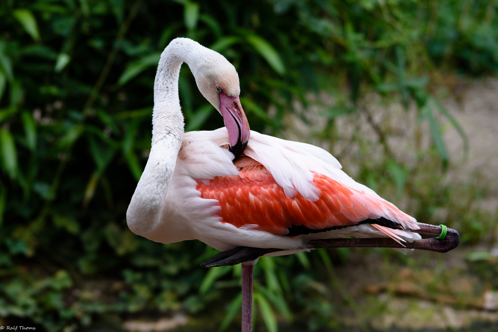 Flamingo