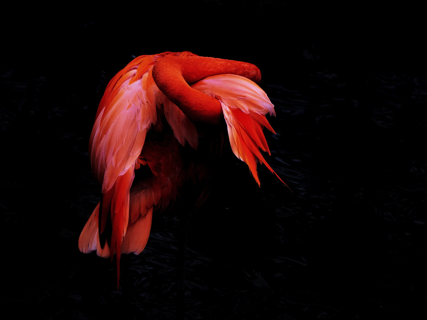 Flamingo