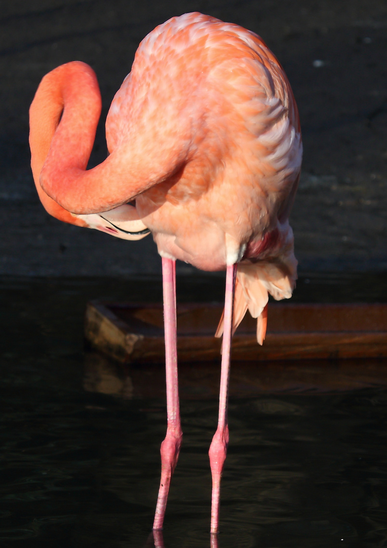 flamingo