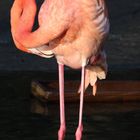 flamingo