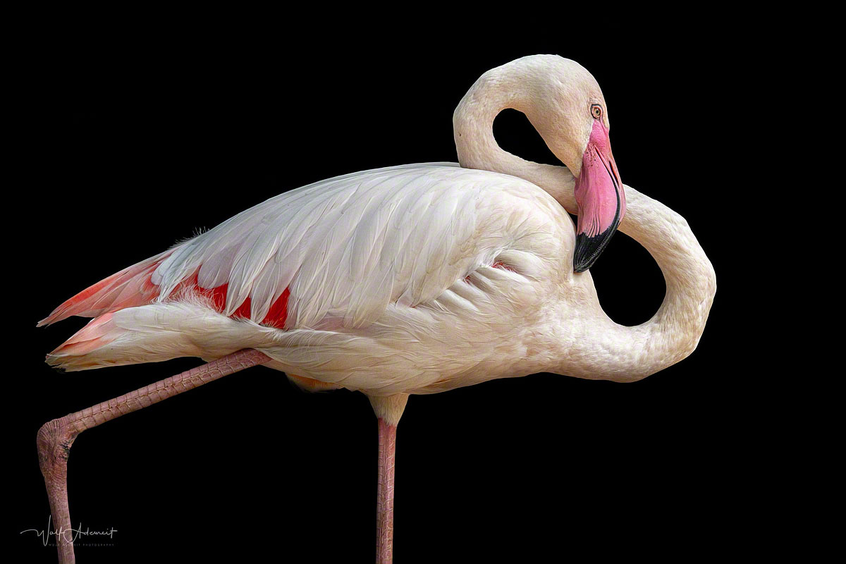 flamingo