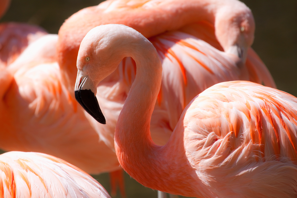 - flamingo -
