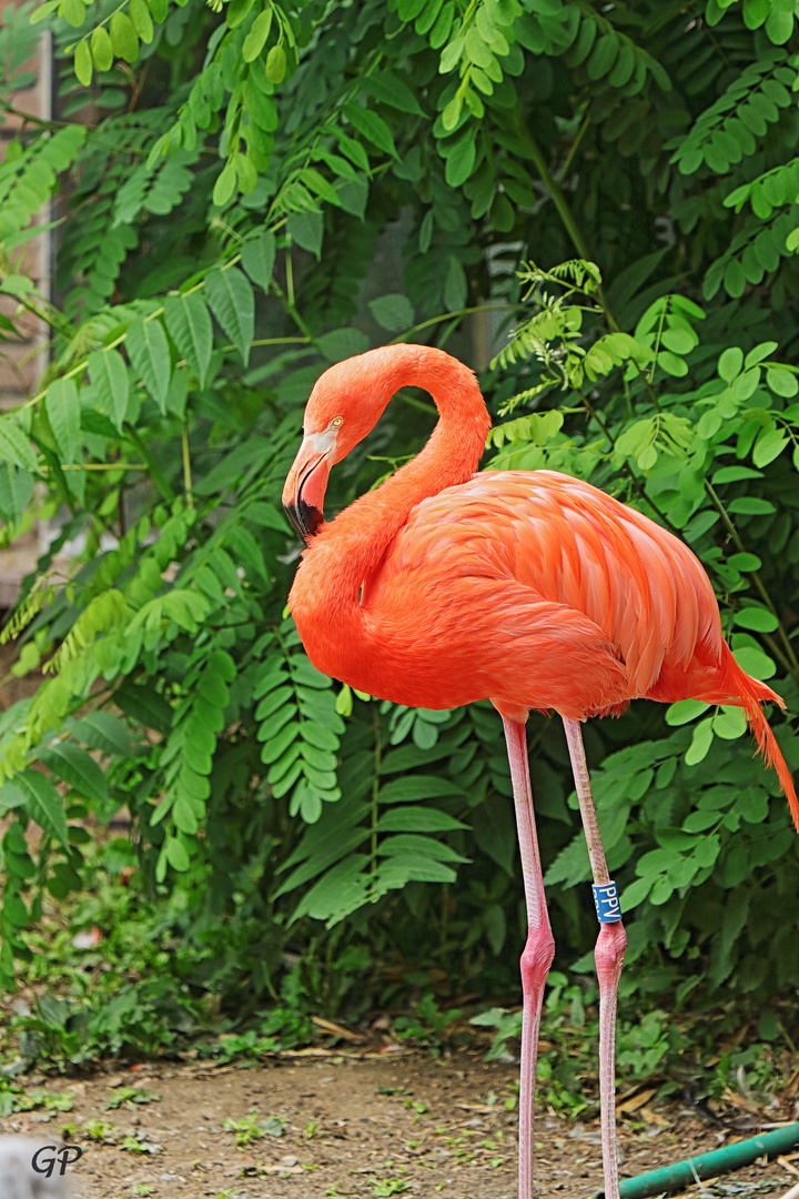 Flamingo