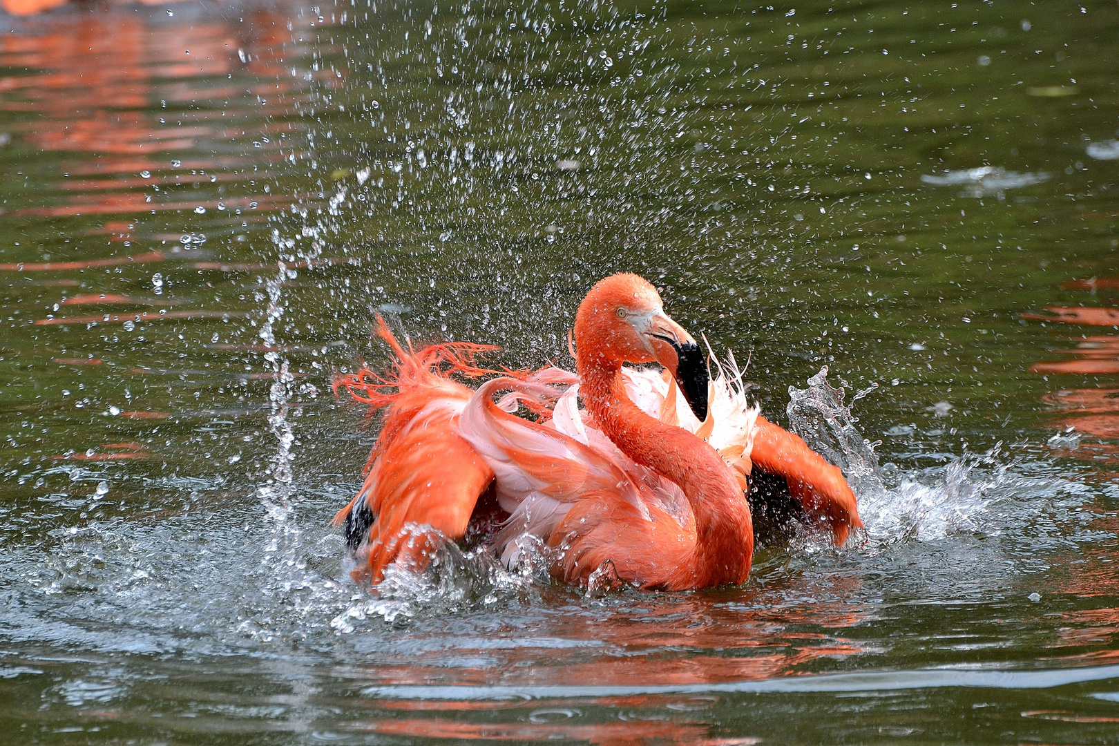 Flamingo