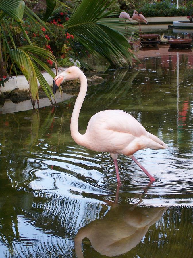 Flamingo