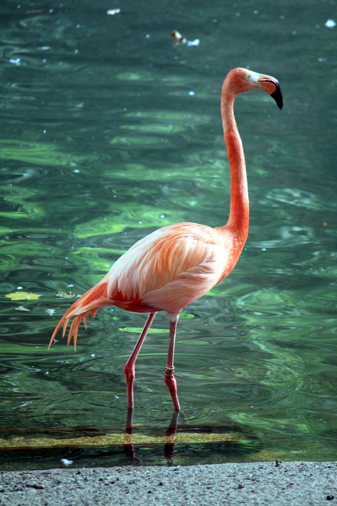 Flamingo