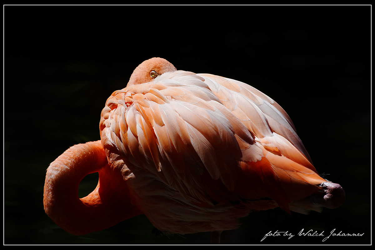 Flamingo