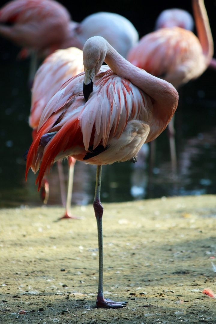 Flamingo