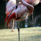 Flamingo