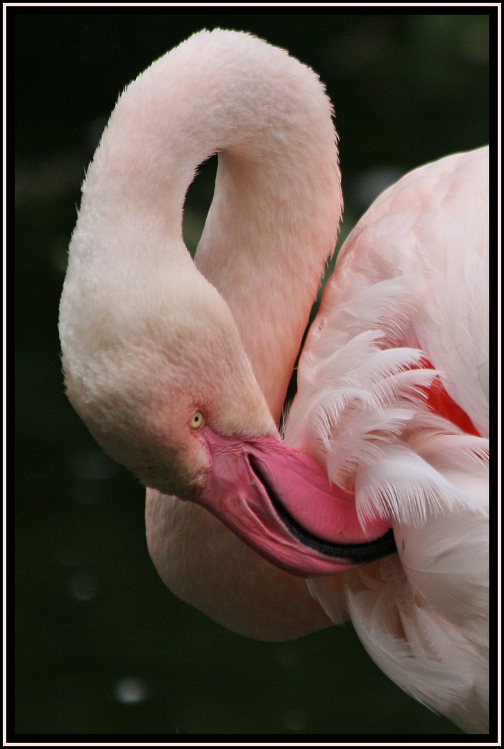 Flamingo