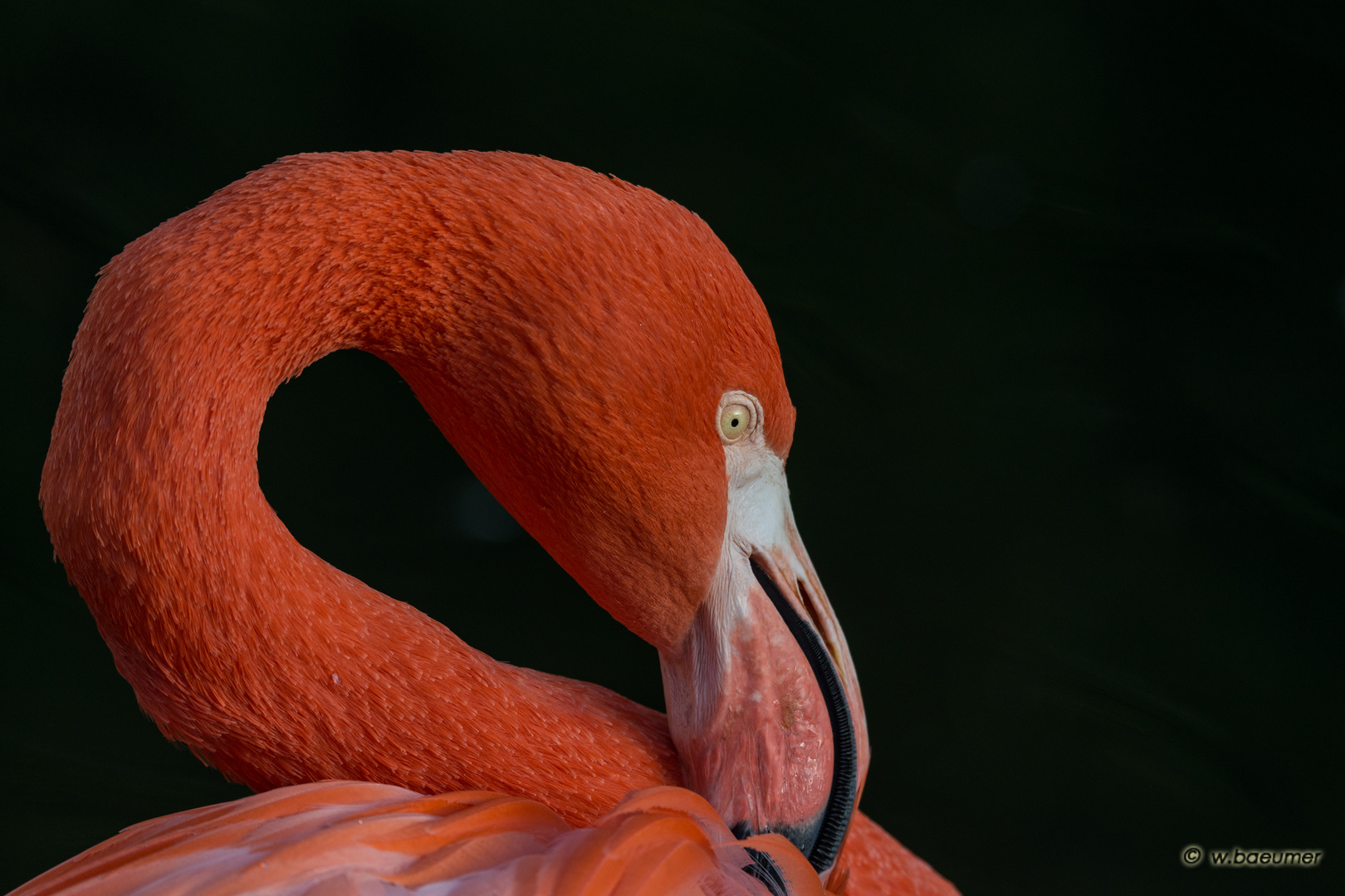 Flamingo