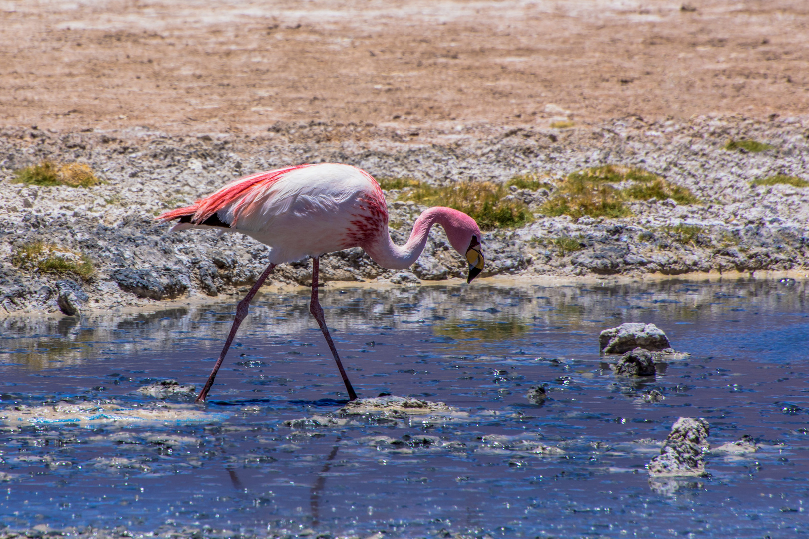 flamingo