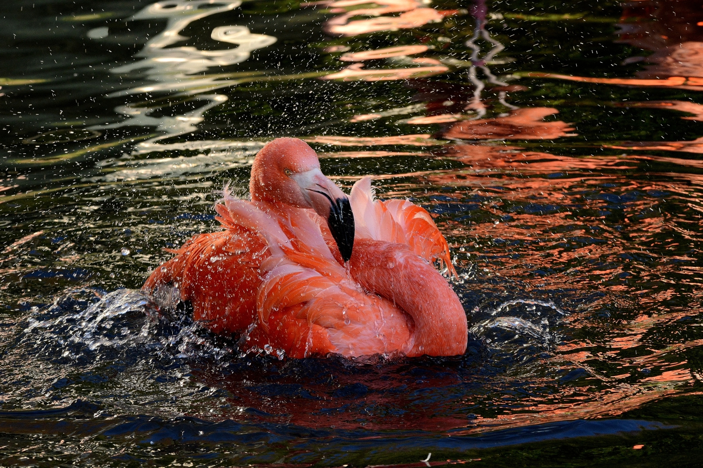 Flamingo