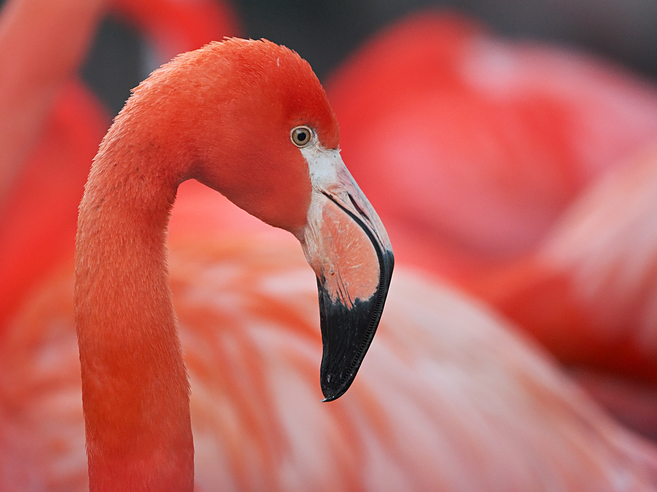 Flamingo...