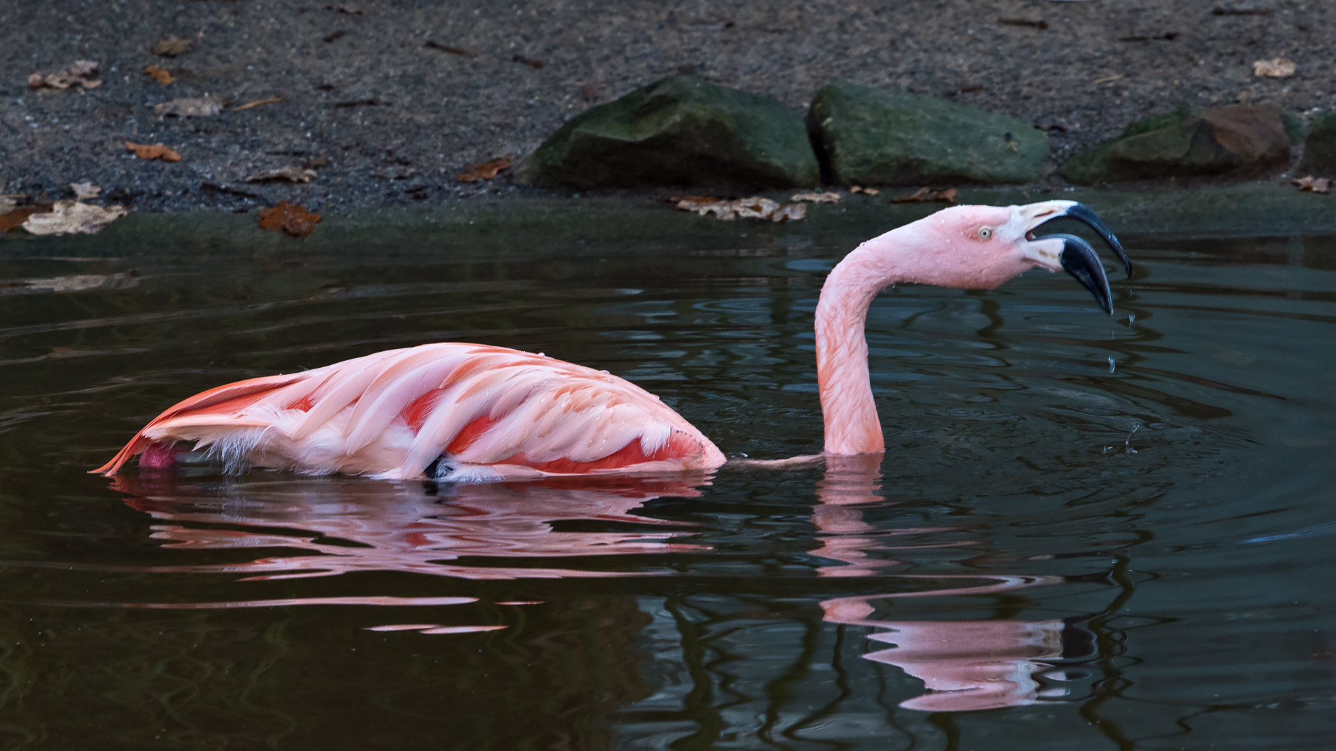 Flamingo 