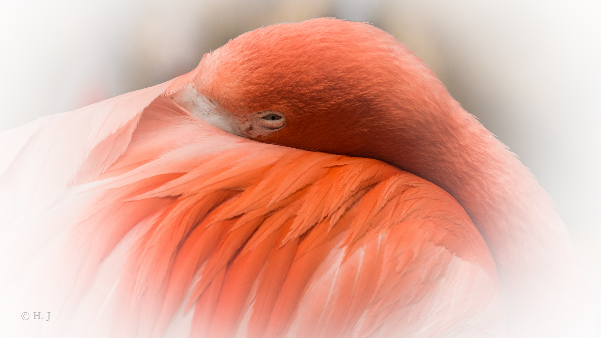 Flamingo