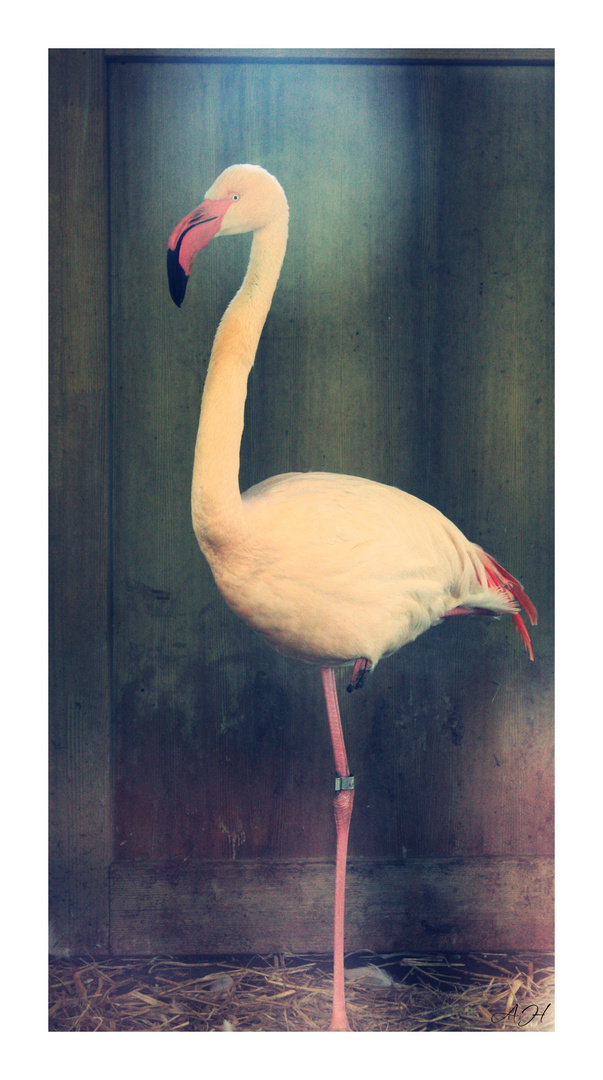 Flamingo