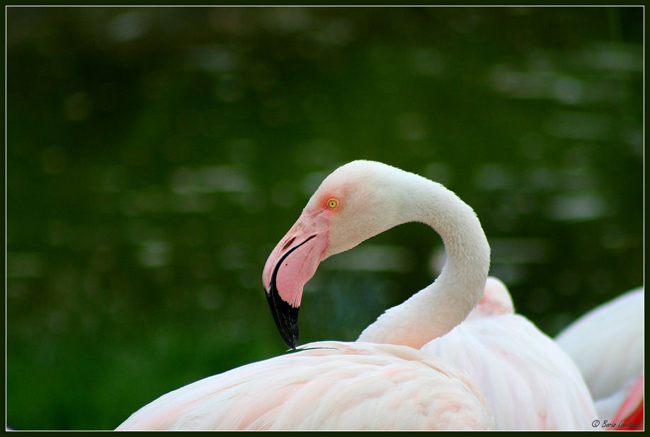 Flamingo