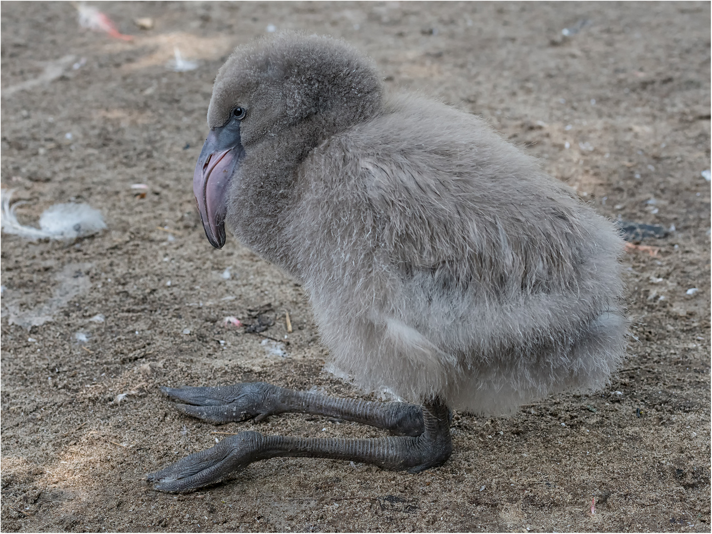 Flamingo