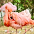 Flamingo 