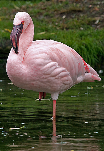 Flamingo