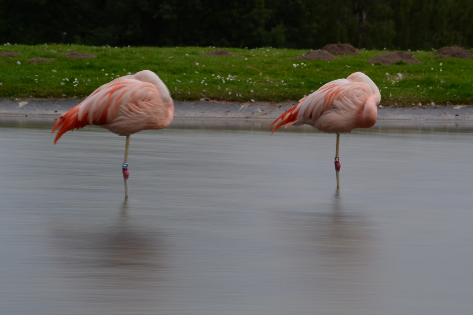 Flamingo