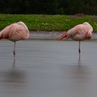 Flamingo