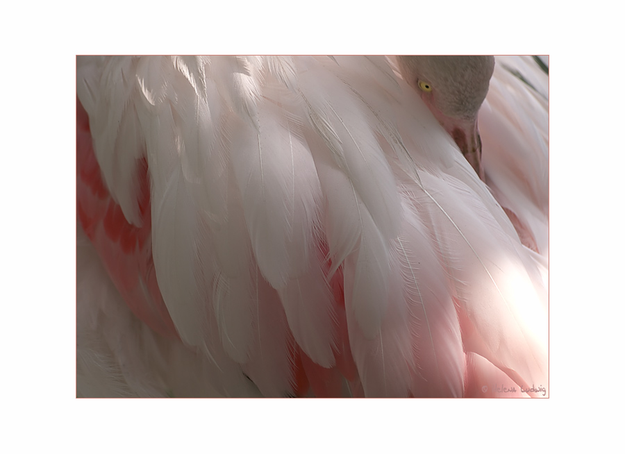 Flamingo Ästhetik