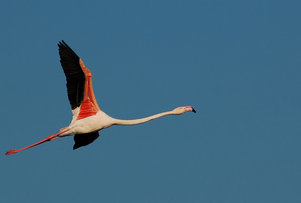 FLAMINGO AIR LINES