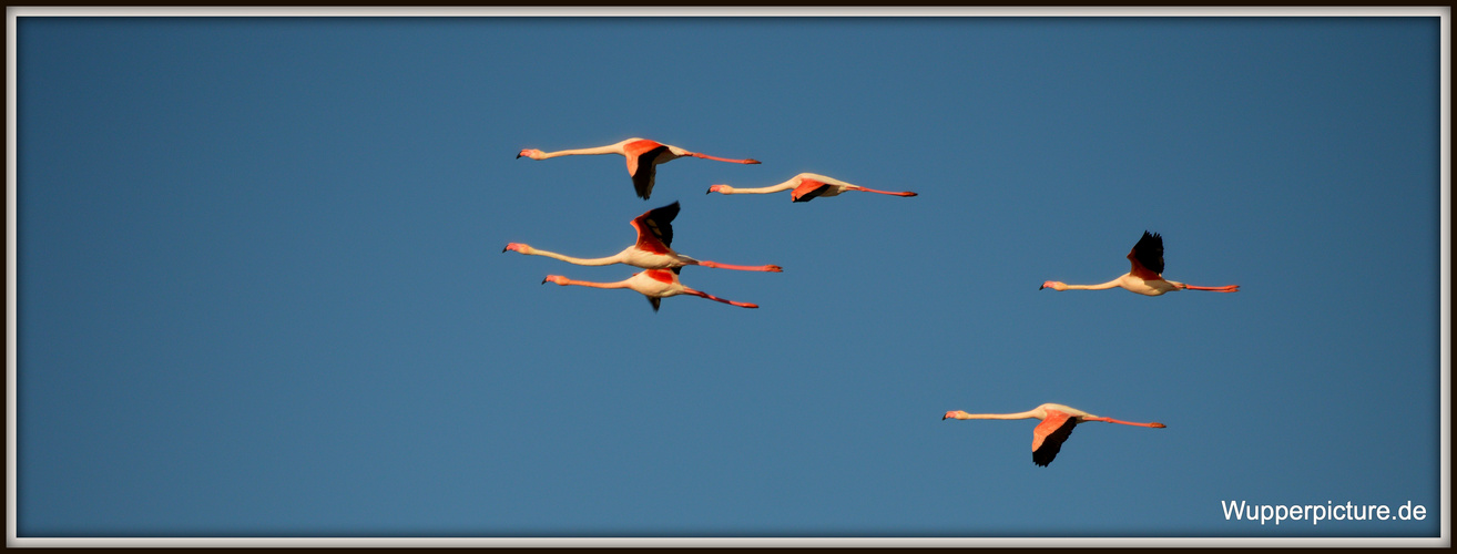 Flamingo Airlines