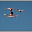 Flamingo Airlines