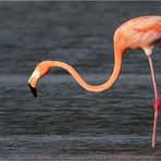 Flamingo Airport...