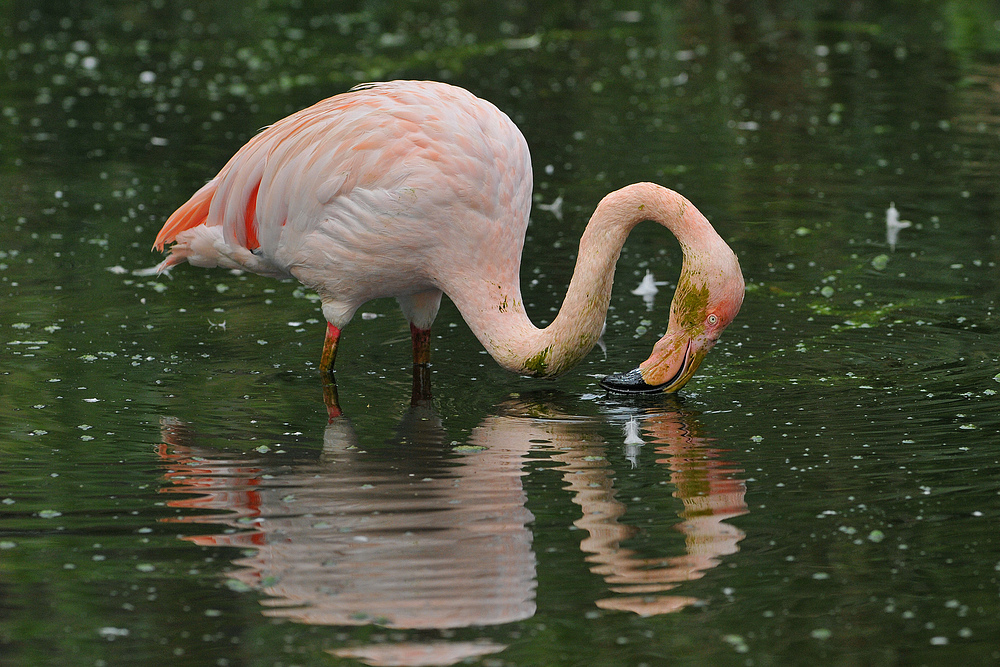 Flamingo – Algenschmuddel