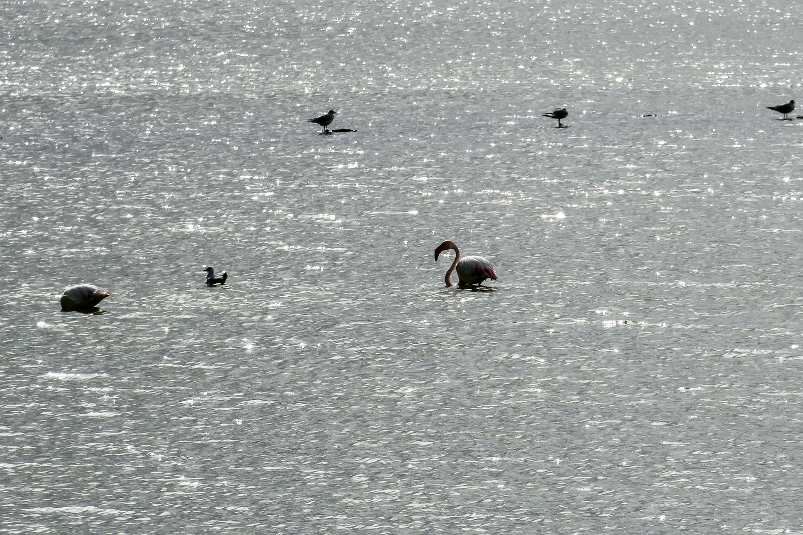 Flamingo allein unter Möwen