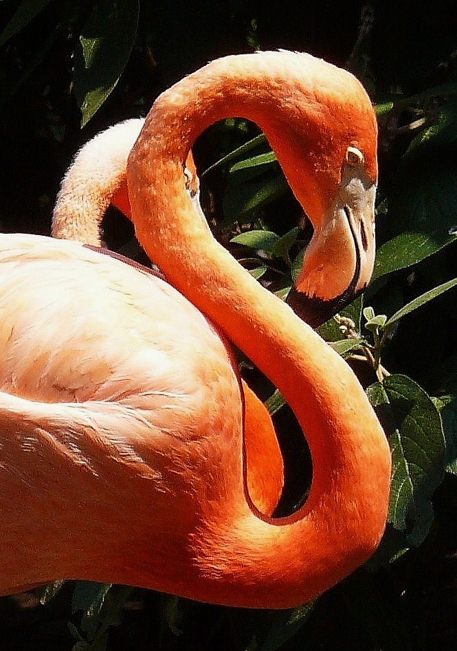 "Flamingo Alphabet"