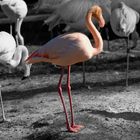 Flamingo als Color Key