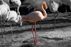 Flamingo als Color Key