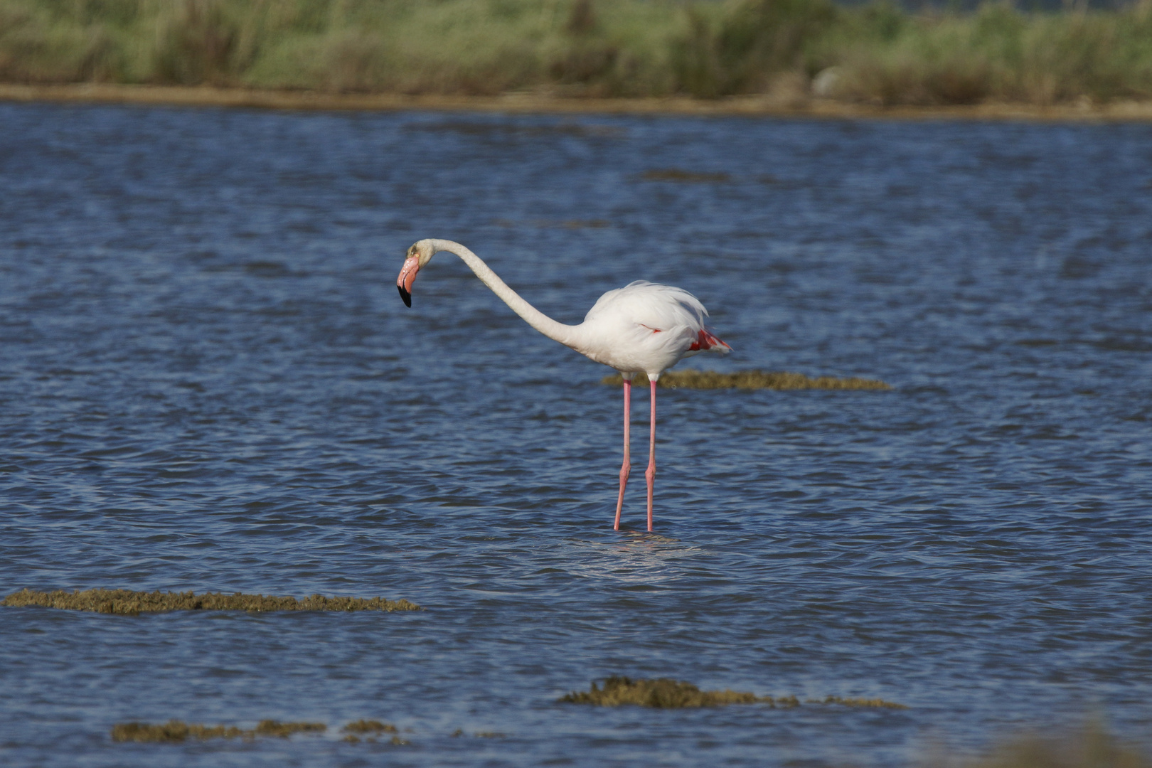 Flamingo als Einzelgänger