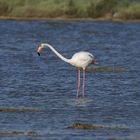 Flamingo als Einzelgänger