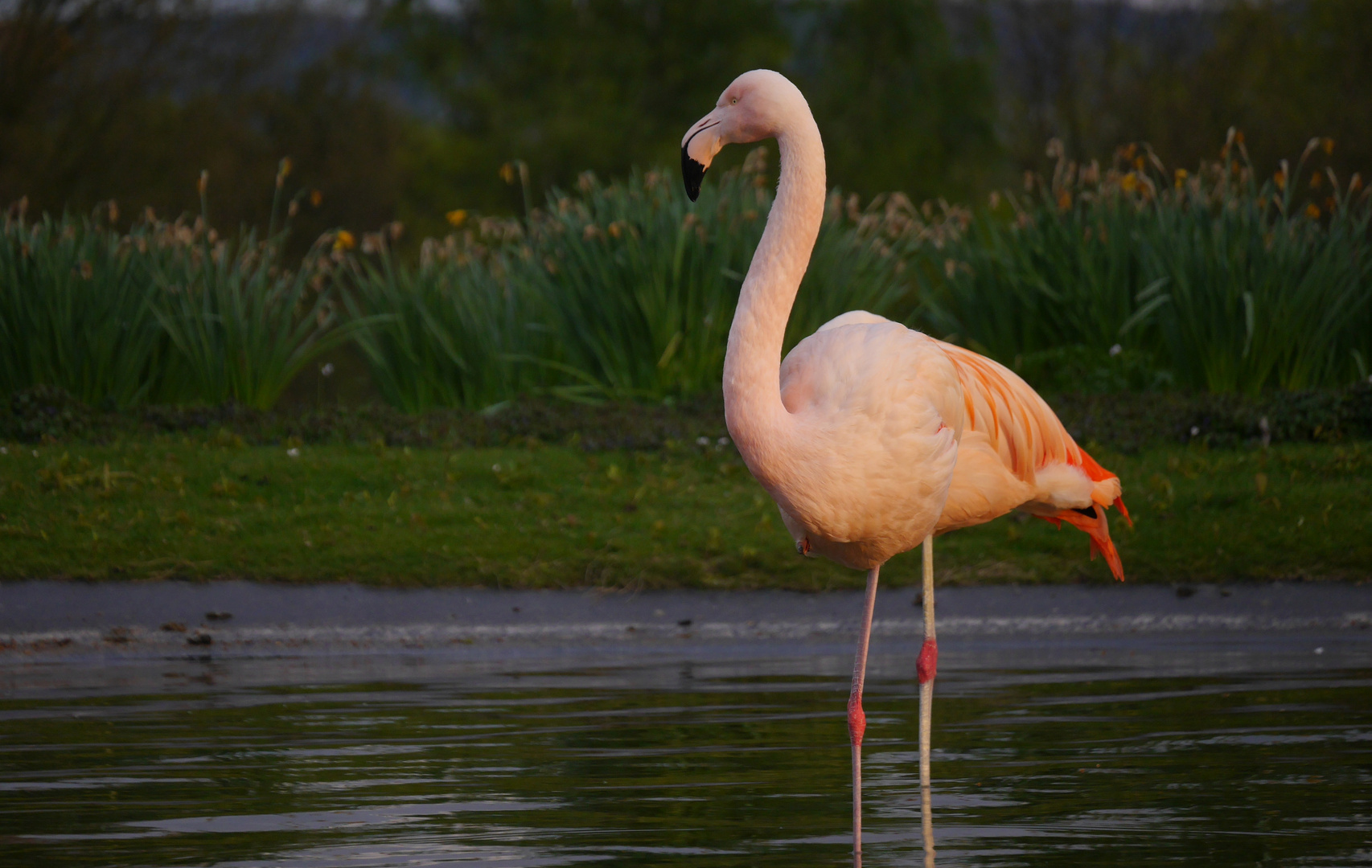 Flamingo am Abend