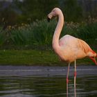 Flamingo am Abend