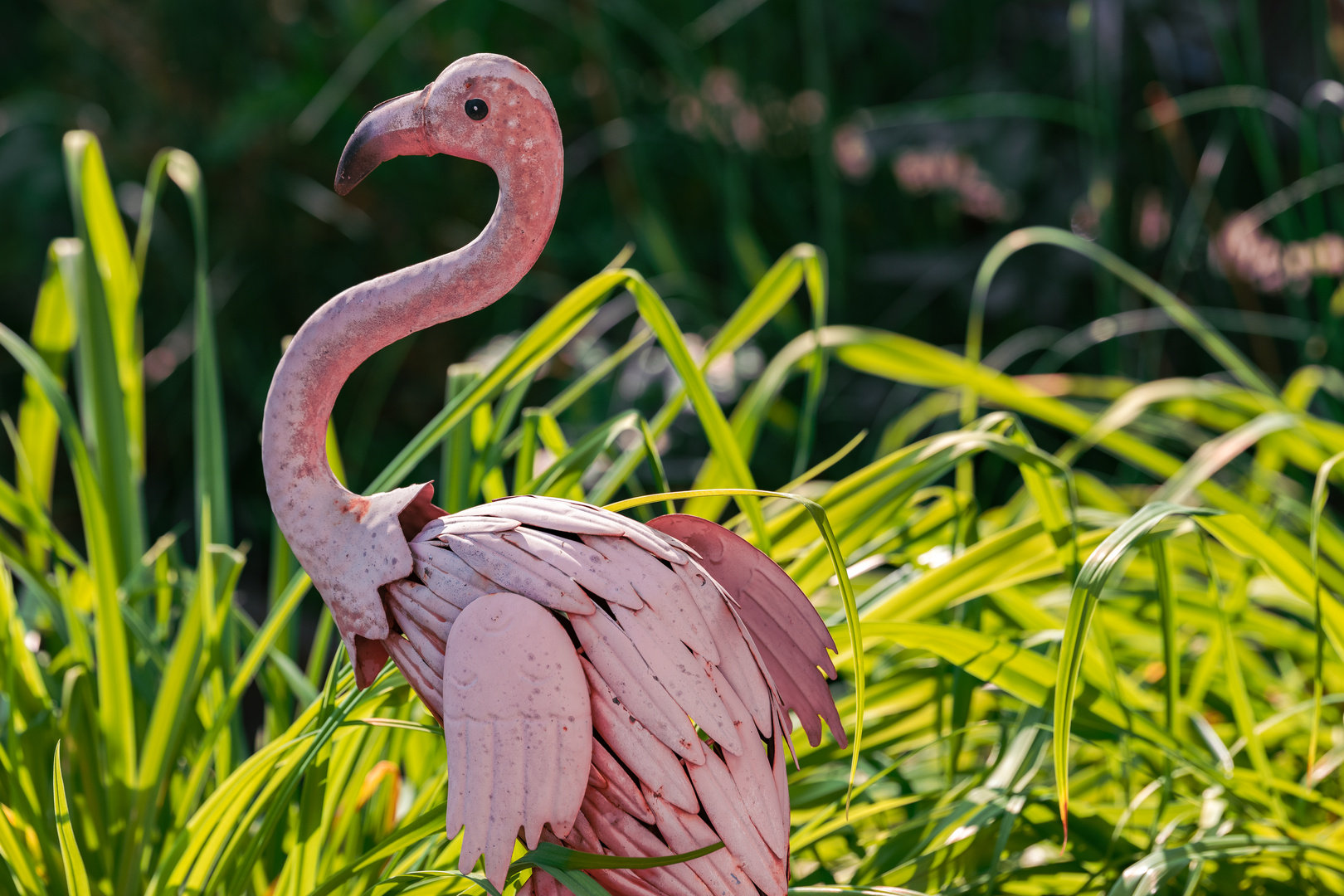 Flamingo am Gartenteich.