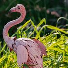 Flamingo am Gartenteich.