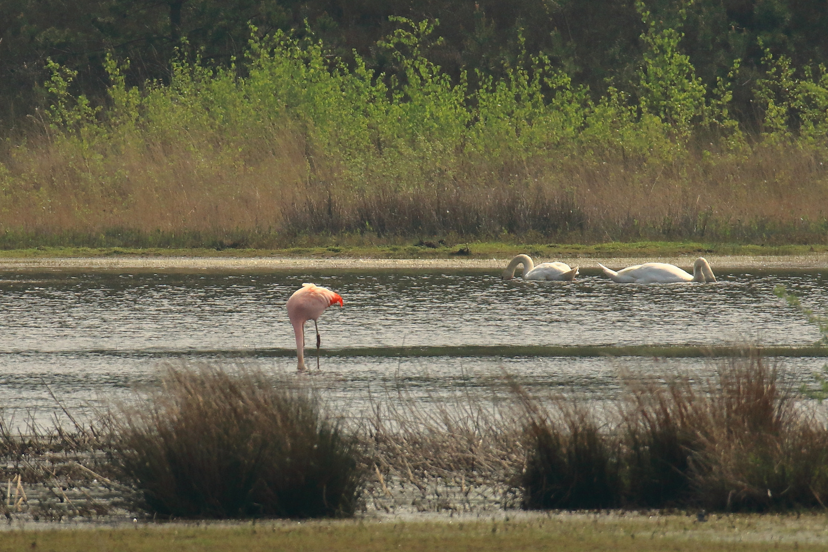 Flamingo am Niederrhein (DOKU)