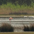 Flamingo am Niederrhein (DOKU)