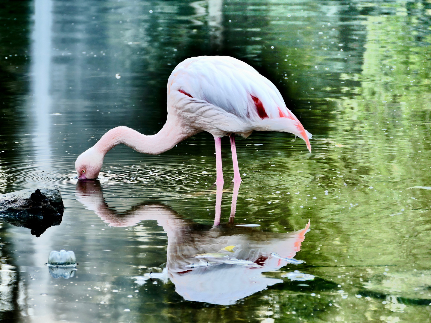 Flamingo am Spiegeltag